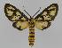  ( - BC EF Lep 01426)  @14 [ ] Copyright (2010) Unspecified Research Collection of Egbert Friedrich