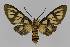  ( - BC EF Lep 01427)  @13 [ ] Copyright (2010) Unspecified Research Collection of Egbert Friedrich