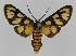  ( - BC EF Lep 01428)  @13 [ ] Copyright (2010) Unspecified Research Collection of Egbert Friedrich