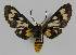  ( - BC EF Lep 01432)  @13 [ ] Copyright (2010) Unspecified Research Collection of Egbert Friedrich