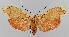  ( - BC EF Lep 01451)  @11 [ ] Copyright (2010) Unspecified Research Collection of Egbert Friedrich