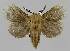  ( - BC EF Lep 01460)  @14 [ ] Copyright (2010) Unspecified Research Collection of Egbert Friedrich