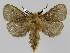  ( - BC EF Lep 01461)  @14 [ ] Copyright (2010) Unspecified Research Collection of Egbert Friedrich