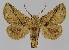  ( - BC EF Lep 01482)  @14 [ ] Copyright (2010) Unspecified Research Collection of Egbert Friedrich