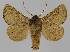  ( - BC EF Lep 01482)  @14 [ ] Copyright (2010) Unspecified Research Collection of Egbert Friedrich