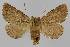  ( - BC EF Lep 01483)  @11 [ ] Copyright (2010) Unspecified Research Collection of Egbert Friedrich