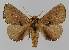  ( - BC EF Lep 01485)  @14 [ ] Copyright (2010) Unspecified Research Collection of Egbert Friedrich