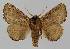  ( - BC EF Lep 01485)  @13 [ ] Copyright (2010) Unspecified Research Collection of Egbert Friedrich