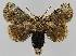  ( - BC EF Lep 01490)  @14 [ ] Copyright (2010) Unspecified Research Collection of Egbert Friedrich