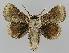  ( - BC EF Lep 01490)  @13 [ ] Copyright (2010) Unspecified Research Collection of Egbert Friedrich