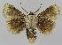  ( - BC EF Lep 01491)  @13 [ ] Copyright (2010) Unspecified Research Collection of Egbert Friedrich