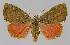  ( - BC EF Lep 01492)  @13 [ ] Copyright (2010) Unspecified Research Collection of Egbert Friedrich