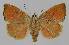  ( - BC EF Lep 01492)  @13 [ ] Copyright (2010) Unspecified Research Collection of Egbert Friedrich