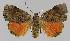  ( - BC EF Lep 01493)  @13 [ ] Copyright (2010) Unspecified Research Collection of Egbert Friedrich