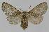  ( - BC EF Lep 01519)  @14 [ ] Copyright (2010) Unspecified Research Collection of Egbert Friedrich