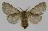  ( - BC EF Lep 01519)  @13 [ ] Copyright (2010) Unspecified Research Collection of Egbert Friedrich