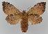  ( - BC EF Lep 01524)  @14 [ ] Copyright (2010) Unspecified Research Collection of Egbert Friedrich