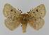  ( - BC EF Lep 01558)  @14 [ ] Copyright (2010) Unspecified Research Collection of Egbert Friedrich