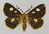  ( - BC EF Lep 01559)  @11 [ ] Copyright (2010) Unspecified Research Collection of Egbert Friedrich