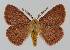  ( - BC EF Lep 01561)  @14 [ ] Copyright (2010) Unspecified Research Collection of Egbert Friedrich