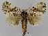  ( - BC EF Lep 01569)  @12 [ ] Copyright (2010) Unspecified Research Collection of Egbert Friedrich