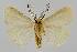  ( - BC EF Lep 01592)  @13 [ ] Copyright (2010) Unspecified Research Collection of Egbert Friedrich