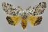 ( - BC EF Lep 01599)  @11 [ ] Copyright (2010) Unspecified Research Collection of Egbert Friedrich