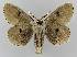  ( - BC EF Lep 01601)  @13 [ ] Copyright (2010) Unspecified Research Collection of Egbert Friedrich