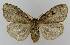  ( - BC EF Lep 01606)  @14 [ ] Copyright (2010) Unspecified Research Collection of Egbert Friedrich