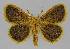  ( - BC EF Lep 01614)  @12 [ ] Copyright (2010) Unspecified Research Collection of Egbert Friedrich