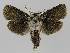  ( - BC EF Lep 01630)  @14 [ ] Copyright (2010) Unspecified Research Collection of Egbert Friedrich