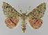  ( - BC EF Lep 01676)  @14 [ ] Copyright (2010) Unspecified Research Collection of Egbert Friedrich