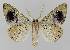  ( - BC EF Lep 01676)  @13 [ ] Copyright (2010) Unspecified Research Collection of Egbert Friedrich