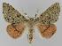  ( - BC EF Lep 01679)  @14 [ ] Copyright (2010) Unspecified Research Collection of Egbert Friedrich