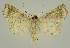  ( - BC EF Lep 02584)  @13 [ ] Copyright (2010) Unspecified Research Collection of Egbert Friedrich
