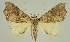  ( - BC EF Lep 02587)  @13 [ ] Copyright (2010) Unspecified Research Collection of Egbert Friedrich