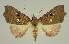  ( - BC EF Lep 02588)  @13 [ ] Copyright (2010) Unspecified Research Collection of Egbert Friedrich