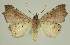  ( - BC EF Lep 02588)  @12 [ ] Copyright (2010) Unspecified Research Collection of Egbert Friedrich