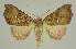  ( - BC EF Lep 02589)  @13 [ ] Copyright (2010) Unspecified Research Collection of Egbert Friedrich
