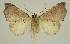  ( - BC EF Lep 02589)  @12 [ ] Copyright (2010) Unspecified Research Collection of Egbert Friedrich