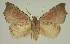  ( - BC EF Lep 02590)  @12 [ ] Copyright (2010) Unspecified Research Collection of Egbert Friedrich