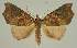  ( - BC EF Lep 02591)  @13 [ ] Copyright (2010) Unspecified Research Collection of Egbert Friedrich