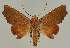  ( - BC EF Lep 02594)  @14 [ ] Copyright (2010) Unspecified Research Collection of Egbert Friedrich