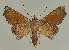  ( - BC EF Lep 02594)  @13 [ ] Copyright (2010) Unspecified Research Collection of Egbert Friedrich