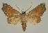  ( - BC EF Lep 02602)  @13 [ ] Copyright (2010) Unspecified Research Collection of Egbert Friedrich