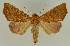  (Rusicada combinans - BC EF Lep 02606)  @14 [ ] Copyright (2010) Unspecified Research Collection of Egbert Friedrich