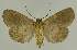  ( - BC EF Lep 02616)  @13 [ ] Copyright (2010) Unspecified Research Collection of Egbert Friedrich