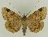  ( - BC EF Lep 02619)  @14 [ ] Copyright (2010) Unspecified Research Collection of Egbert Friedrich