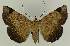  ( - BC EF Lep 02620)  @14 [ ] Copyright (2010) Unspecified Research Collection of Egbert Friedrich