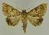  (Plecoptera quaesita PS1 - BC EF Lep 02630)  @14 [ ] Copyright (2010) Unspecified Research Collection of Egbert Friedrich